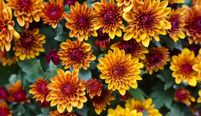 Cluster of vibrant orange and red chrysanthemum flowers with green foliage in the background