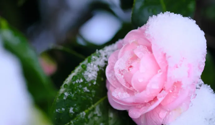 Pink camellia flower covered with fresh snow on green leaves in winter close-up.