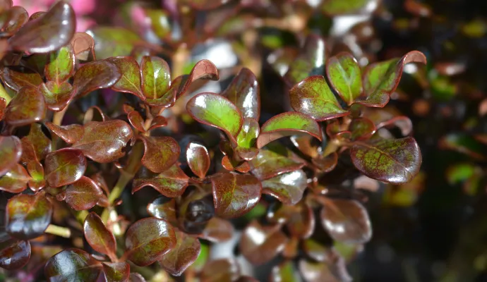 Close-up of glossy, dark red and green leaves on a dense shrub with vibrant natural lighting.
