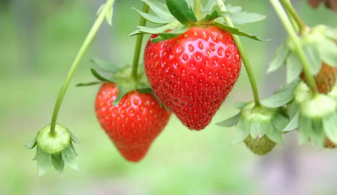 How to Grow Strawberries | Pike Nurseries