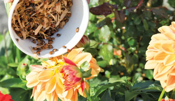a bowl of flowers