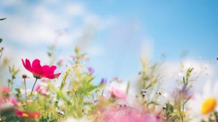 a field of flowers