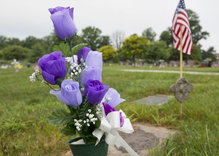 a purple flower in a field