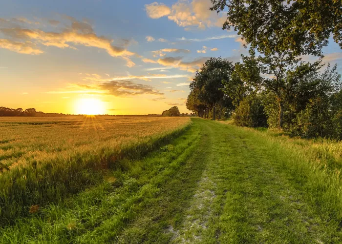 a large green field with trees in the background