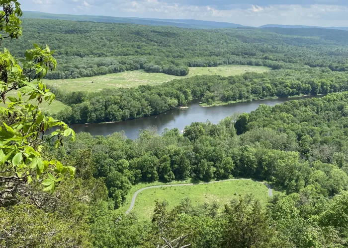 a river running through a forest