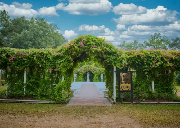 a path with trees and plants on the side
