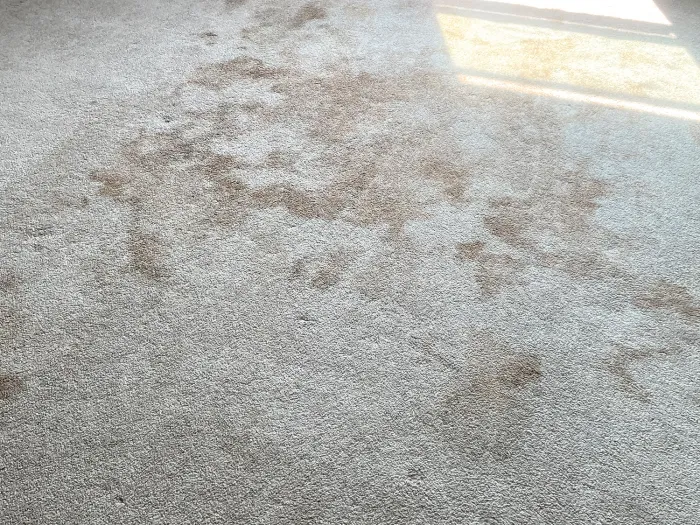 a carpet in a room covered with brown stains