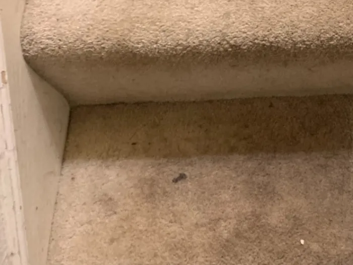 a set of white stairs covered with dirt stains and debris before carpet cleaning