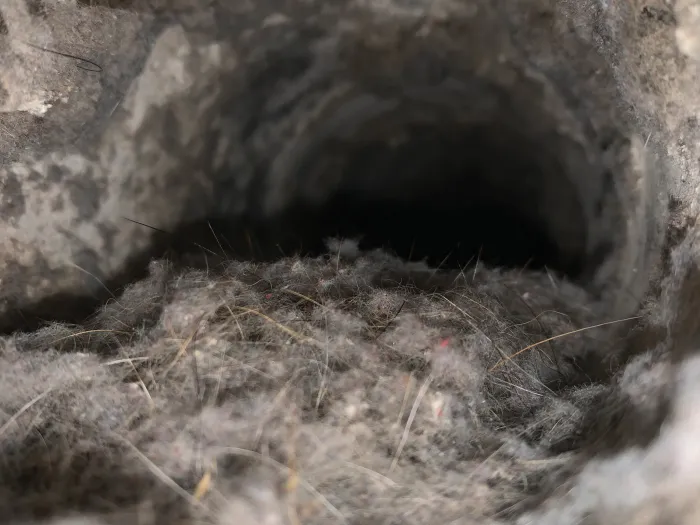 inside closeup of a dryer vent, full of lint and feathers