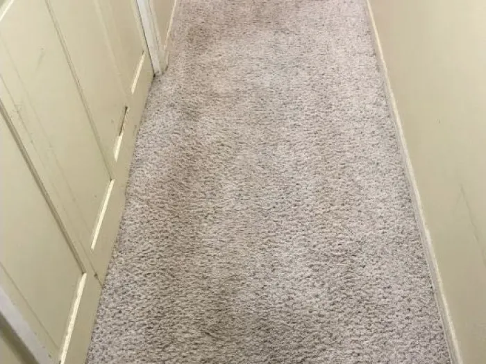 freshly cleaned gray hallway carpet