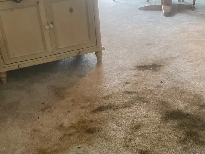 large dark brown dirt stains cover a living room carpet floor