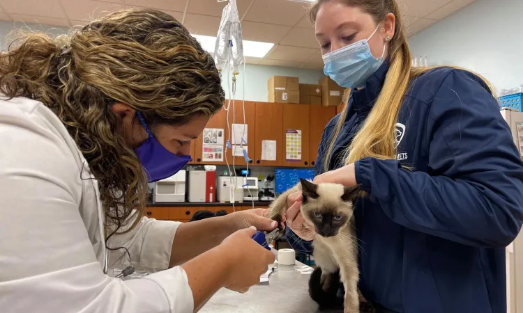 Veterinary Service in Jacksonville, FL | Forever Vets
