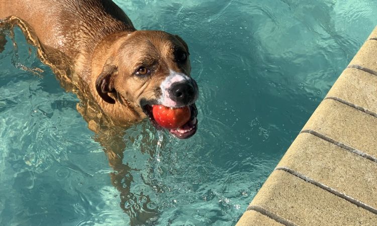 Vets for hot sale pets pool