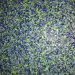 Granite Mr. Clean Green 1/4