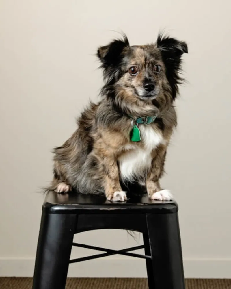 a dog sitting on a stool