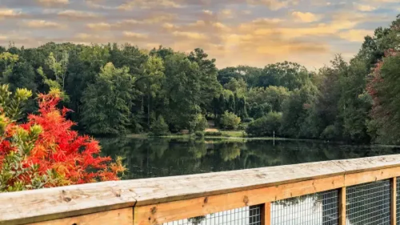 a deck overlooking a forest