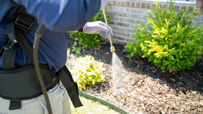 Person wearing gloves spraying pesticide or herbicide on garden mulch near bushes outside a brick house.
