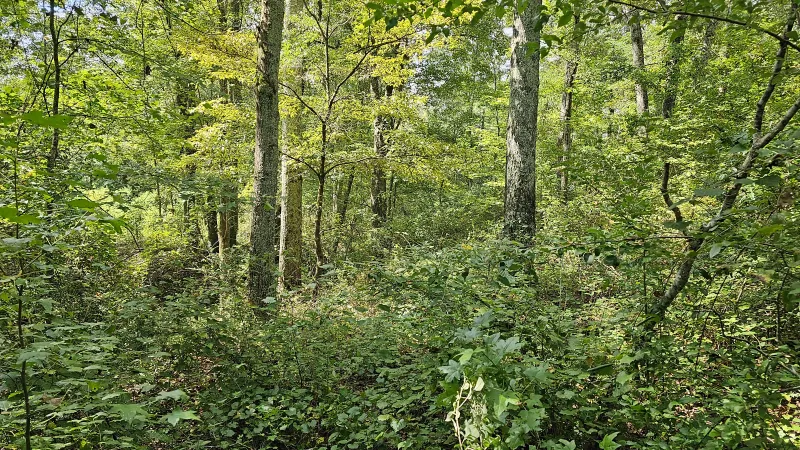 Dense green forest with tall trees and thick underbrush during daylight in a natural woodland setting