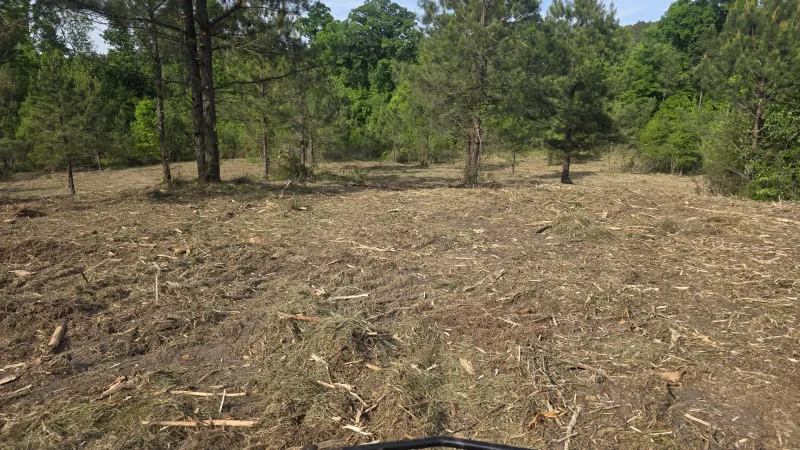 Cleared forest land with scattered pine trees under blue sky viewed from an ATV handlebars perspective