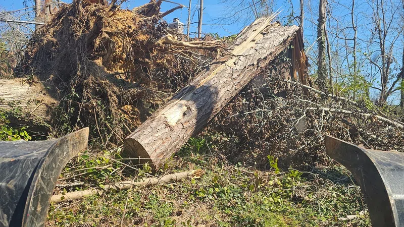 Fallen tree with exposed roots and branches in a cleared area under blue sky, seen from heavy machinery.