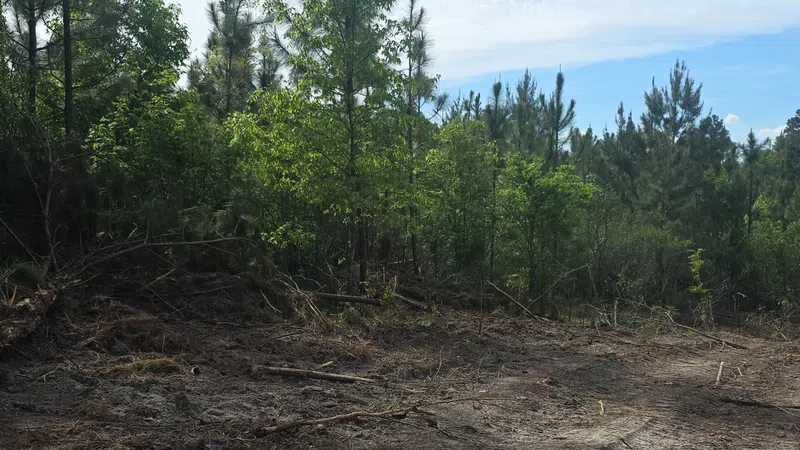 Cleared forest area with dirt ground and green trees under a blue sky with scattered clouds