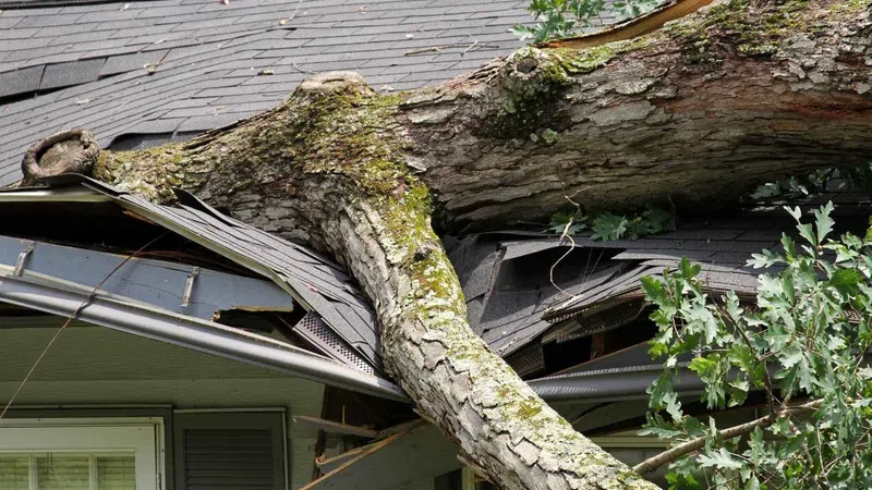 Large tree branch fallen, damaging roof shingles and structure of a house with visible broken parts.