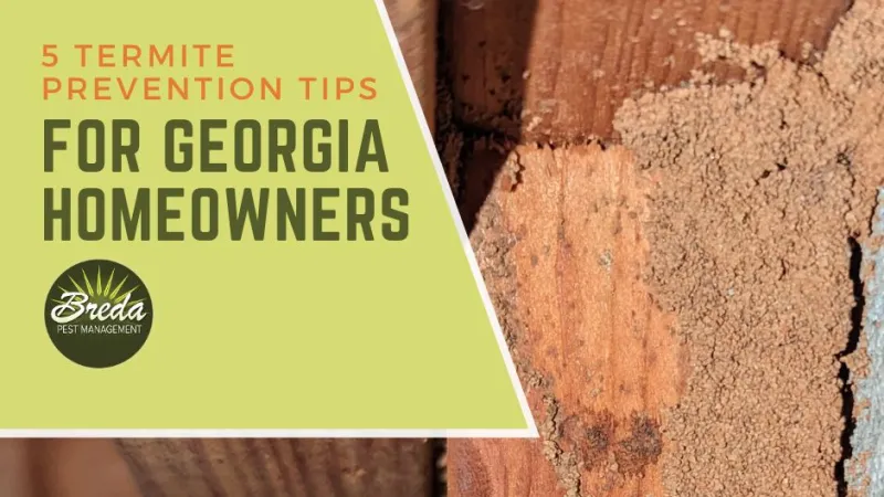 Termites in Your Home? How to Spot the Signs Breda Pest