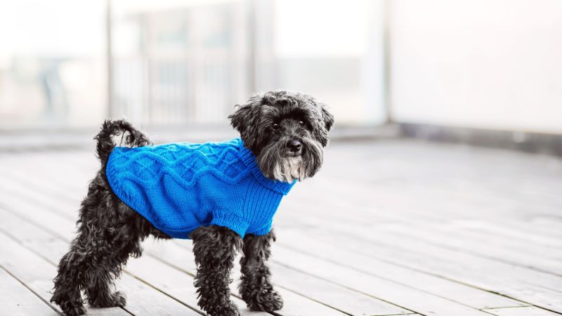 a dog wearing a sweater
