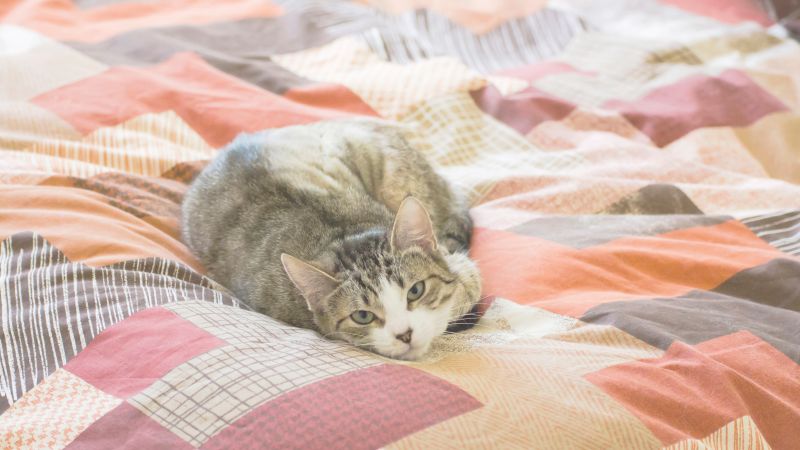 a cat lying on a blanket