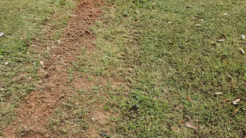 Narrow dirt path cutting through a green grassy field with scattered leaves under daylight.