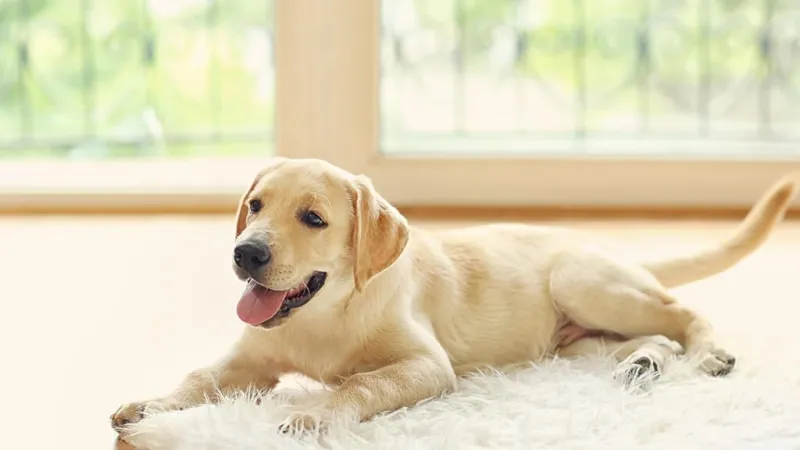 Happy yellow Labrador retriever lying down next to a brown paw print with the word Bo inside on a white background