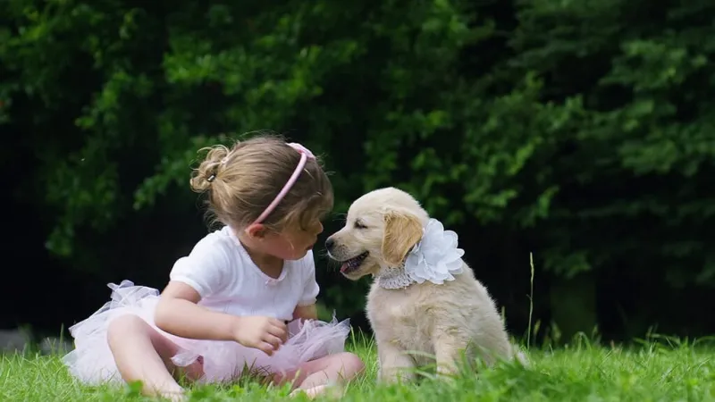 Estes Services Mascot  Labrador Retriever lying down with a large brown paw print graphic and text 'Bö' in the background.