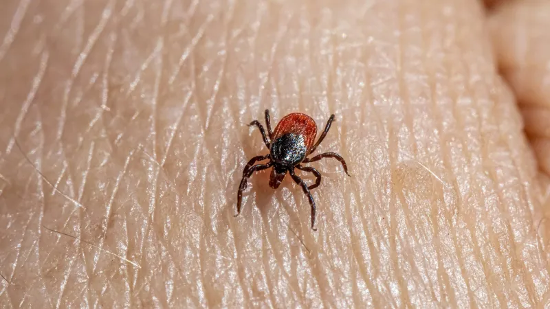 Close-up of a tick on skin, representing professional flea and tick removal services in Broward County, FL
