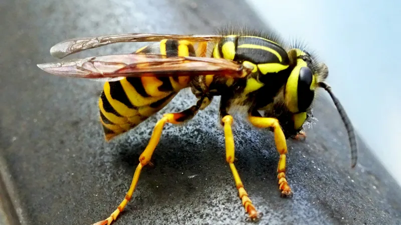 Close-up of a wasp on a nest, representing professional bee and wasp removal services in Broward County, FL