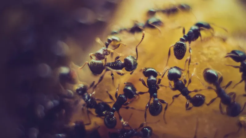 Close-up of ants crawling on a surface, representing professional ant control services in Broward County, FL
