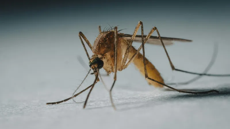 Close-up of a mosquito resting on a light surface with detailed view of its legs and wings.