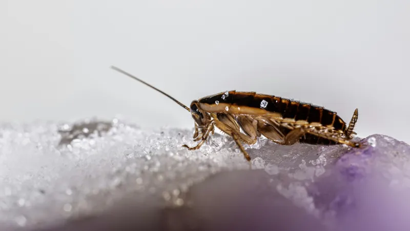 Close-up of a bed bug, representing professional bed bug removal services in Broward County, FL