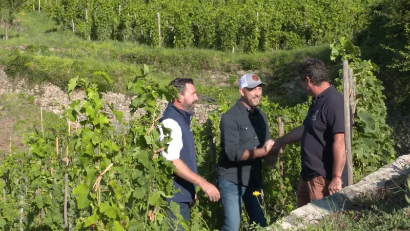 Three men shaking hands and talking in a lush vineyard on a sunny day with green grapevines surrounding them