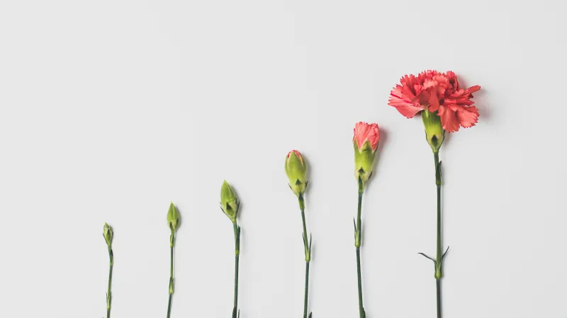 Six pink carnation flowers arranged from smallest bud to fully bloomed on a white background