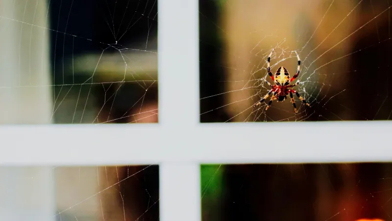 a spider on a window
