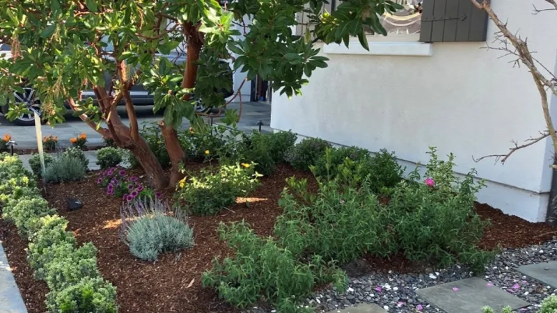 Front yard garden with a large tree, green shrubs, stepping stones, and a white house with gray shutters.