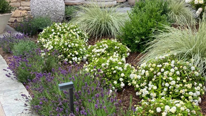 Front porch garden with white and purple flowers, ornamental grasses, stone wall, and outdoor seating area.