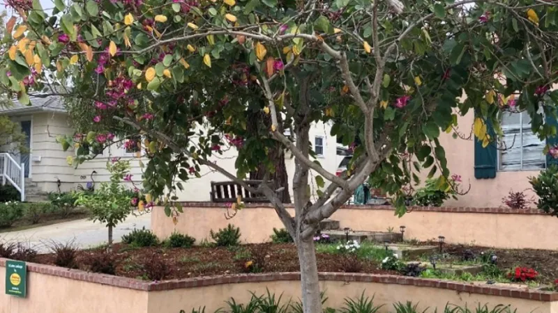 Flowering tree with pink blossoms and yellow-green leaves in a front yard garden with shrubs and a brick pathway.