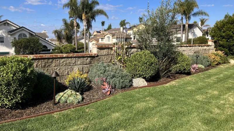 Well-maintained garden bed with various shrubs and succulents along a stone wall and lush green lawn.