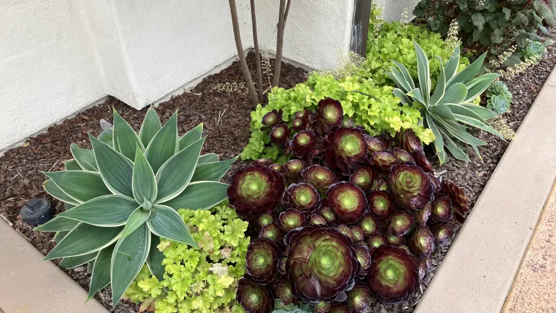 Succulent garden bed with green agave, dark purple echeveria, and bright lime greenery under tree beside beige wall.