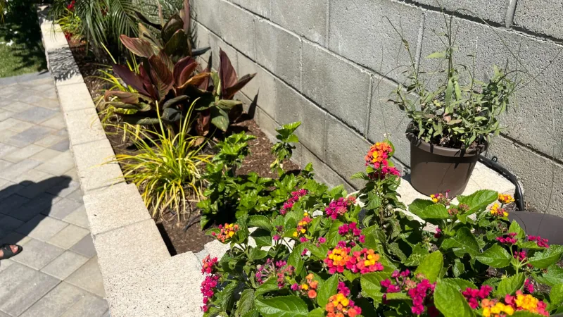 Colorful lantana flowers and various plants in a garden bed beside a gray concrete block wall on a sunny day
