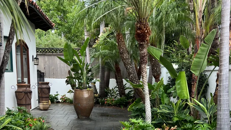 Lush tropical garden pathway with palm trees, large potted plants, and vibrant green foliage by a white building.