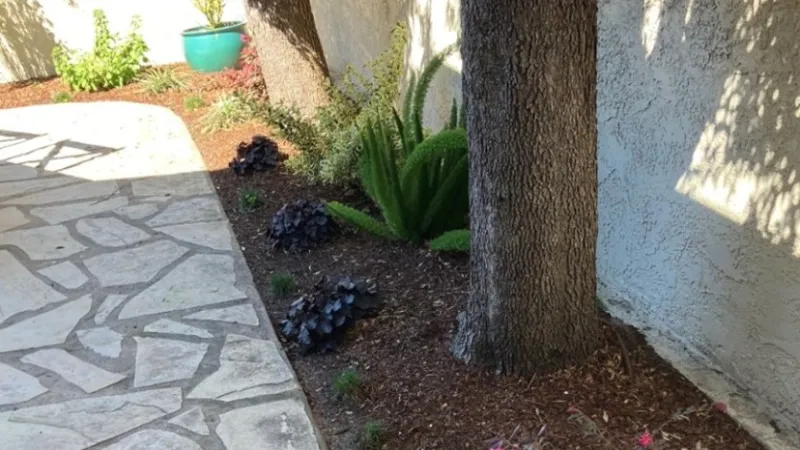 Sunlit garden path with stone paving, large tree trunks, green plants, and pink flowers along a white wall.