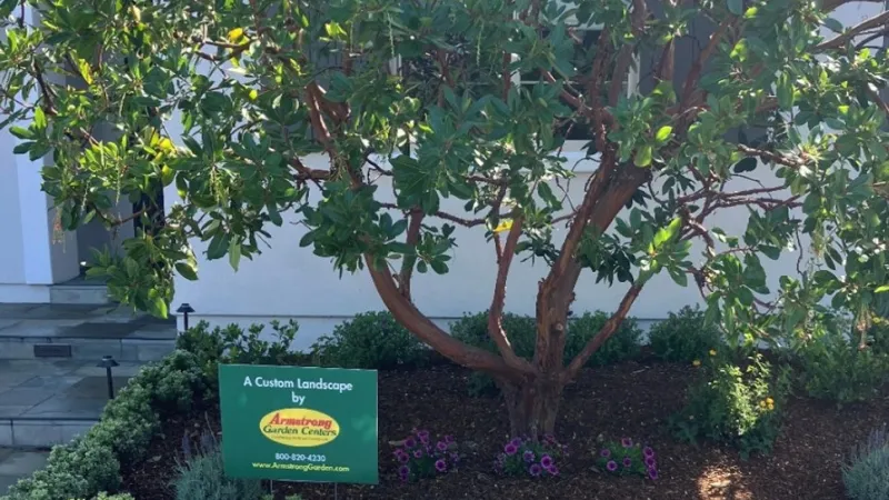 Green leafy tree with decorative bushes and flowers in front of a house with landscaping sign.