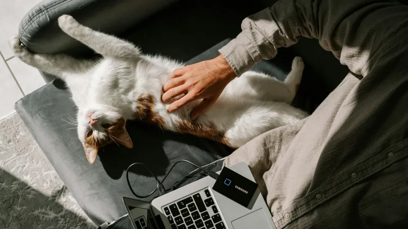 a cat laying on a person's lap